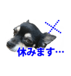 チワワ好きスタンプ（個別スタンプ：39）