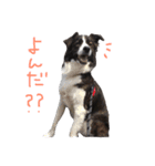 ジャックの便利スタンプ（個別スタンプ：2）