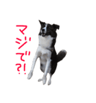 ジャックの便利スタンプ（個別スタンプ：4）