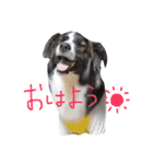 ジャックの便利スタンプ（個別スタンプ：10）