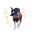 ジャックの便利スタンプ（個別スタンプ：11）