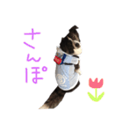 ジャックの便利スタンプ（個別スタンプ：15）