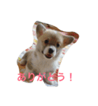 しゃべる凛太郎2（個別スタンプ：1）