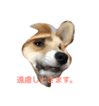 しゃべる凛太郎2（個別スタンプ：3）