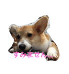 しゃべる凛太郎2（個別スタンプ：6）