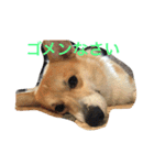 しゃべる凛太郎2（個別スタンプ：10）