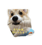 しゃべる凛太郎2（個別スタンプ：11）