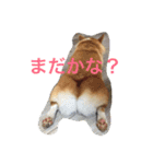 しゃべる凛太郎2（個別スタンプ：12）