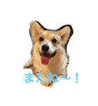 しゃべる凛太郎2（個別スタンプ：15）