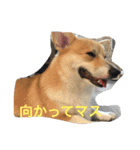しゃべる凛太郎2（個別スタンプ：16）