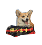 しゃべる凛太郎2（個別スタンプ：19）