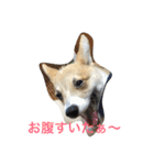 しゃべる凛太郎2（個別スタンプ：21）