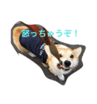 しゃべる凛太郎2（個別スタンプ：23）
