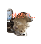 しゃべる凛太郎2（個別スタンプ：24）