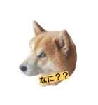 ごんちゃんすたんぷ（個別スタンプ：5）