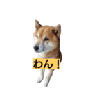 ごんちゃんすたんぷ（個別スタンプ：6）