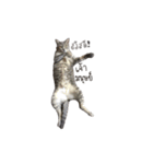 Meow Meboun（個別スタンプ：1）