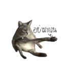Meow Meboun（個別スタンプ：3）