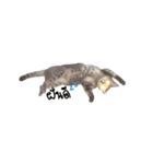 Meow Meboun（個別スタンプ：6）