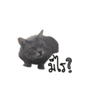 Meow Meboun（個別スタンプ：7）