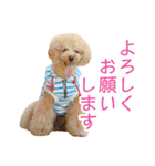 トイプードル❤︎ノア（個別スタンプ：1）