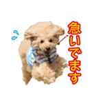 トイプードル❤︎ノア（個別スタンプ：2）