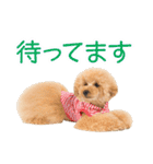 トイプードル❤︎ノア（個別スタンプ：4）