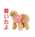 トイプードル❤︎ノア（個別スタンプ：5）
