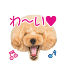 トイプードル❤︎ノア（個別スタンプ：6）