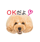 トイプードル❤︎ノア（個別スタンプ：7）