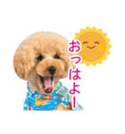 トイプードル❤︎ノア（個別スタンプ：11）