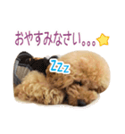 トイプードル❤︎ノア（個別スタンプ：12）