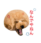 トイプードル❤︎ノア（個別スタンプ：14）