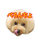 トイプードル❤︎ノア（個別スタンプ：19）