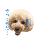 トイプードル❤︎ノア（個別スタンプ：20）