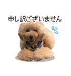 トイプードル❤︎ノア（個別スタンプ：24）