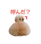 トイプードル❤︎ノア（個別スタンプ：25）