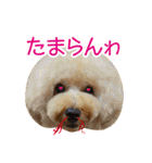 トイプードル❤︎ノア（個別スタンプ：37）