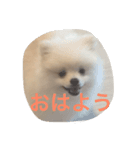 ポメラニアンのふうちゃん（個別スタンプ：1）
