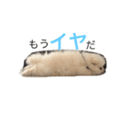 ポメラニアンのふうちゃん（個別スタンプ：2）