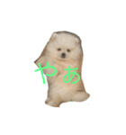 ポメラニアンのふうちゃん（個別スタンプ：3）
