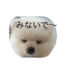 ポメラニアンのふうちゃん（個別スタンプ：4）