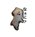 ポメラニアンのふうちゃん（個別スタンプ：6）