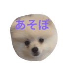 ポメラニアンのふうちゃん（個別スタンプ：7）