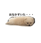ポメラニアンのふうちゃん（個別スタンプ：8）