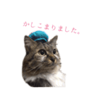 うちのネコ。（個別スタンプ：7）