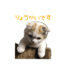 うちのネコ。（個別スタンプ：9）