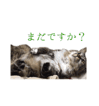 うちのネコ。（個別スタンプ：13）