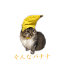 うちのネコ。（個別スタンプ：24）