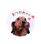 DEC【おでか犬】愛犬スタンプ第3弾（個別スタンプ：9）